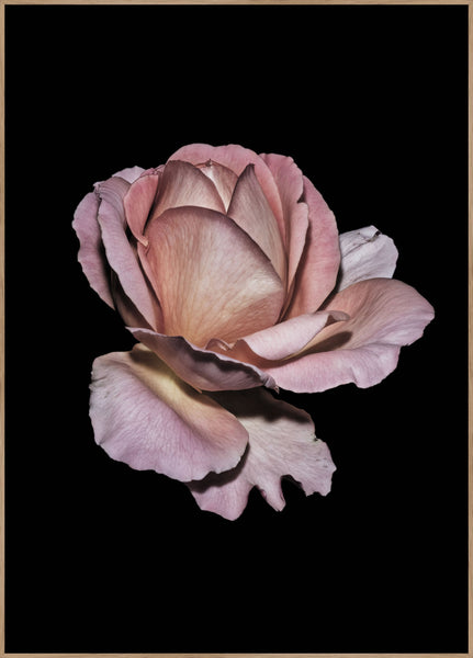Pink Rose | Plakatbrett