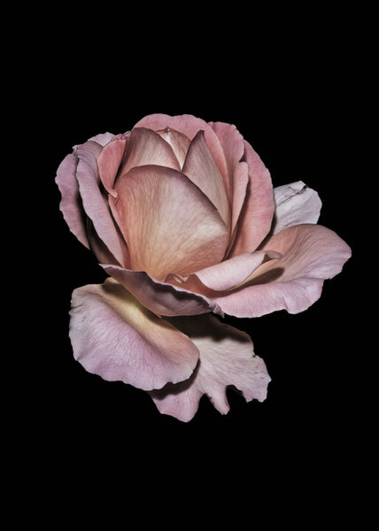Pink Rose | Plakatbrett