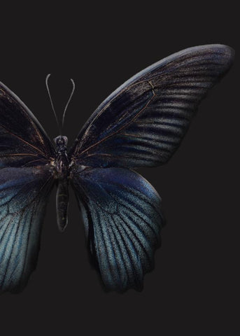 Black Butterfly | POSTER