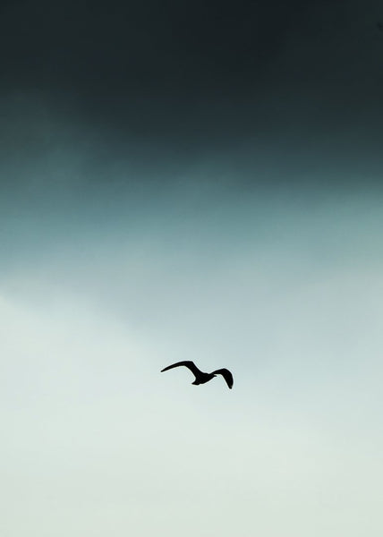 Seagull blue | POSTER