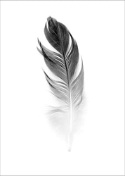 Weiche Feder | POSTER