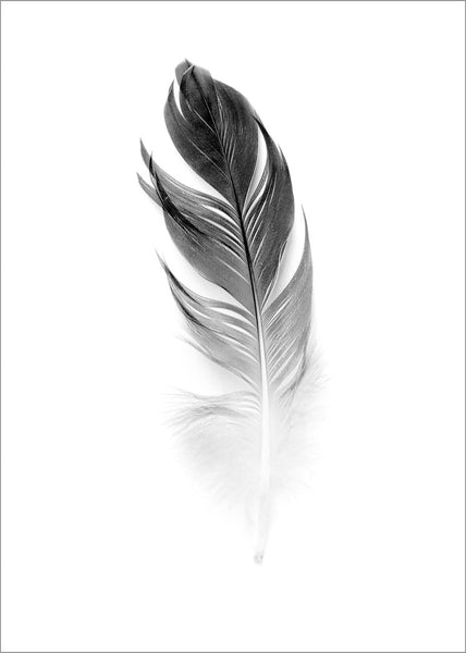 Weiche Feder | POSTER