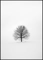 Solitary 1 | POSTER BOARD