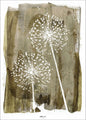White Dandelion | POSTER