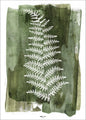 White Fern | POSTER