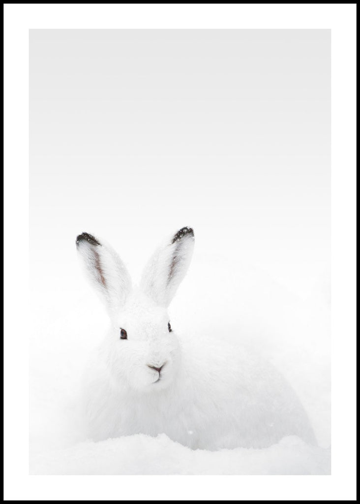 White Rabbit | POSTER BOARD | Danish Art