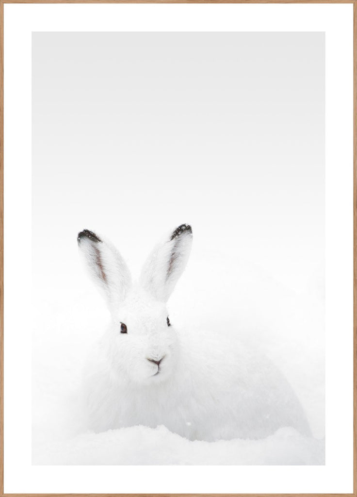 White Rabbit | POSTER BOARD | Danish Art