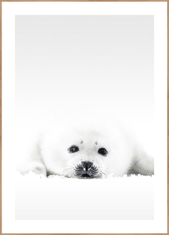 White Seal | POSTER BOARD
