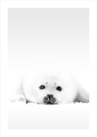 White Seal | POSTER