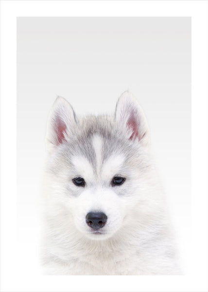 Weißer Wolf | POSTER