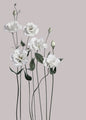 Flower 1 | POSTER