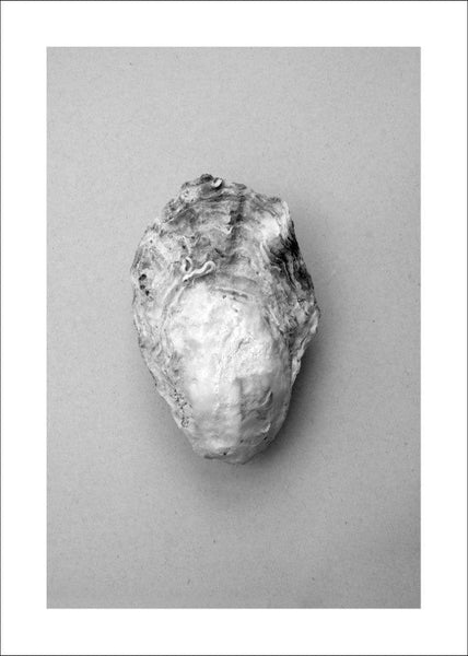 Oyster 1 | POSTER