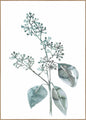 Water plants 4 | POSTER BOARD