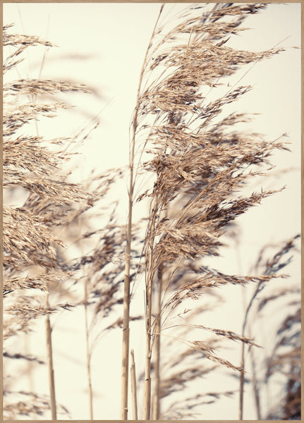Reed 1 | Plakatbræt